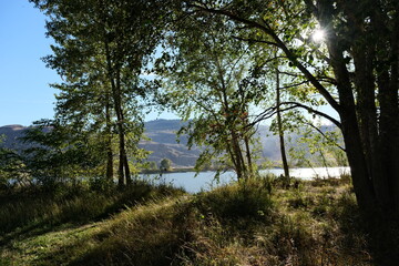 Forest in a park setting