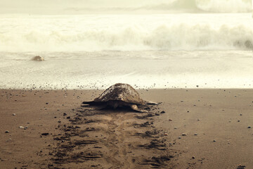 Sea turtle on the beach, Costa Rica. Conservation and preservation of endangered marine species...