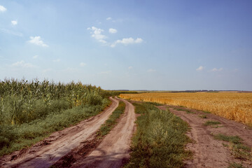 Fototapeta na wymiar Wheat and corn to the horizon. Agricultural fields. Ecological agriculture concept.