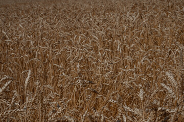 Wheat field close up. Ecological agriculture