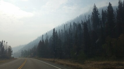 Colorado Winter Forest