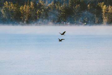 two birds flying low over foggy lake with background