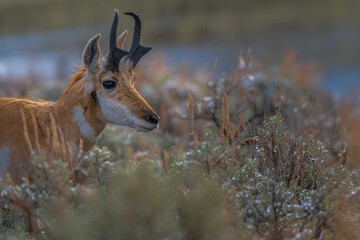 2021-05-09 A PRONGHORN ANTELOPE WALKING THROUGH BRUSH IN YELLOWSTONE NATIONAL PARK