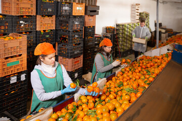 Obraz premium Glad female workers sort tangerines on the producing sorting line at fruit warehouse
