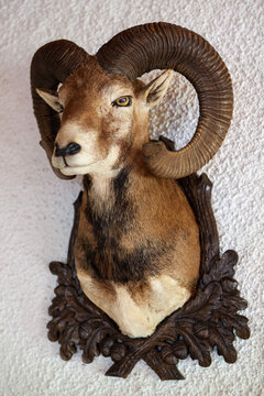 Jagdtroph&auml;e