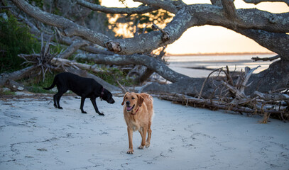 Dogs Playing at the Beach