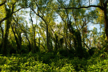 Panorama view of the green forest with a beautiful light.	
