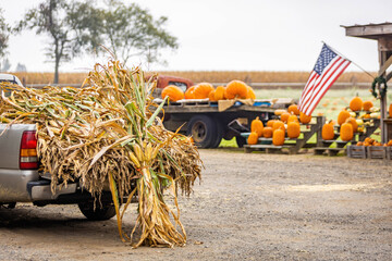 Corn and pumpkins at farmer marked outdoors for Thanksgiving and Halloween decorations