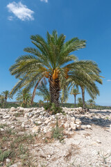 Palm trees growing at Tel Megiddo National Park in northern Israel
