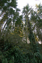 Fototapeta premium Forest