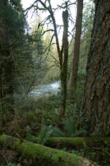 trees in the forest