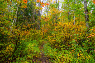 Fall colors in the Canadian forest in the province of Quebec