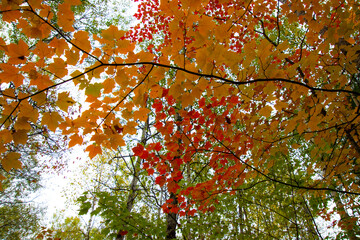 Fall colors in the Canadian forest in the province of Quebec