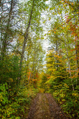 Fall colors in the Canadian forest in the province of Quebec
