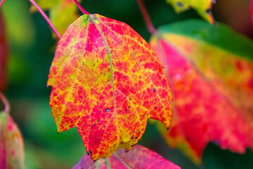 Fall colored leaves in the Canadian forest in October