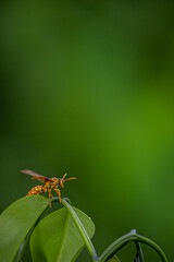 Close up of yellow Wasp on a green leaf