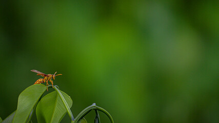 Wasp on a green leaf with a blurry background