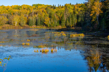 Fall colors in the Canadian forest with lake in the province of Quebec
