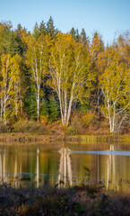 Fall colors in the Canadian forest with lake in the province of Quebec