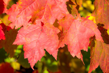 Fall colored leaves in the Canadian forest in October