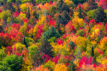 Naklejka premium Fall colors in the Canadian forest in the province of Quebec