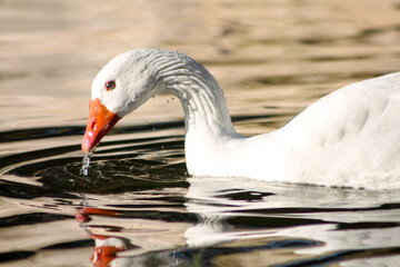 white swan on the water