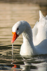 white goose in the water