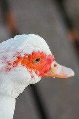 portrait of a goose