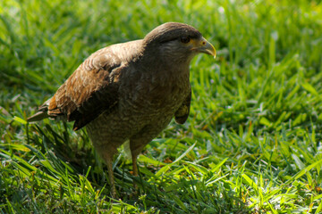 bird of prey in the grass