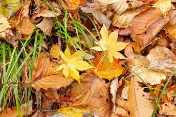 Deciduous leaves in the forest