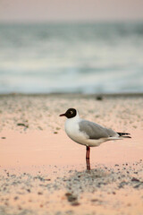 bird on the beach