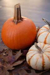 pumpkin on the ground