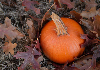Small orange pumpkins in the grass with leaves