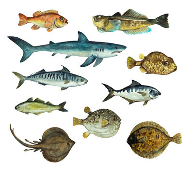 Big set of sea fish isolated on white background. Clip art for design, menu and education material. Colorful realistic watercolor illustration.