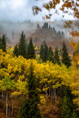 autumn forest in the mountains