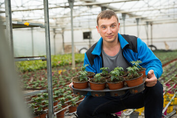 Man controlling quality of tomato seedlings in his organic glasshouse plantation