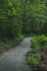 Fototapeta premium path in the forest