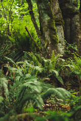 Fototapeta premium ferns in the forest