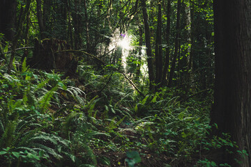 Fototapeta premium morning in the woods