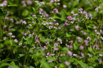 Obraz premium flowers in the meadow