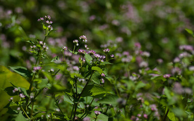flowers in the meadow
