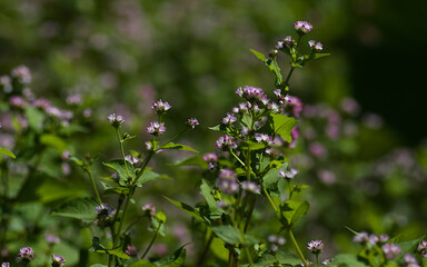 flowers in the meadow