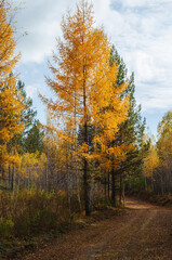 Fototapeta premium colorful autumn forest in october without people