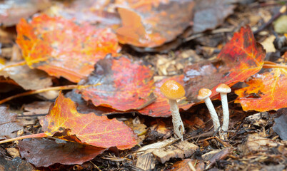 Mushrooms growing among aspen leaves in autumn