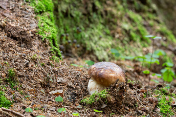 Boletus mushroom growing in natural environment