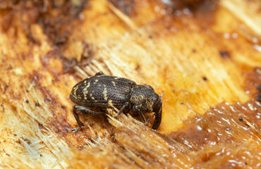 Large pine weevil, Hylobius abietis feeding on sap