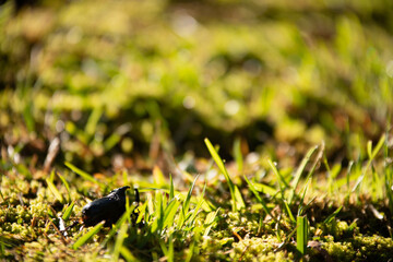 grass on the ground