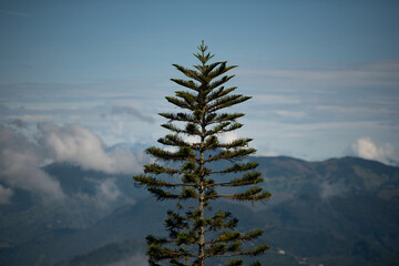 trees in the mountains