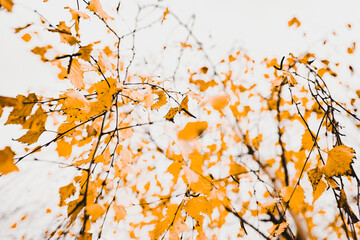 Autumn desktop wallpaper background, yellow leaves, warm tone