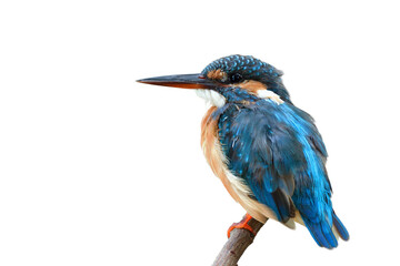 fat blue and brown bird with large bills calmly perching on wooden twig, common kingfisher isolated on white background